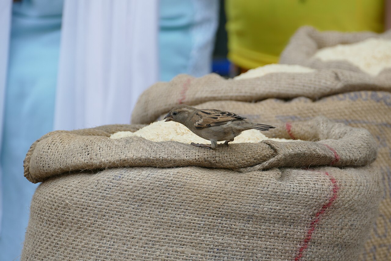 Sacs de riz et denrées alimentaires